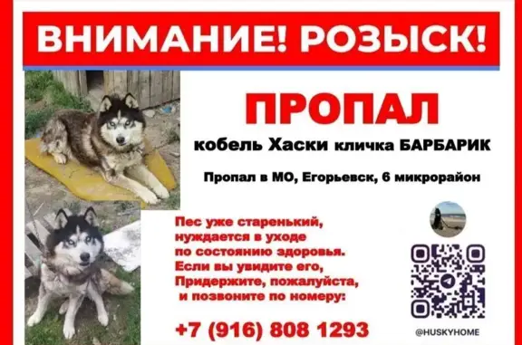 Пропал собака, 29, Егорьевск - пожилой хаски с короткими лапами - photo