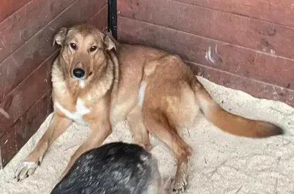 Пропала собака, женский пол, улица Чэчэк, Казань - рыжая и крупная - photo