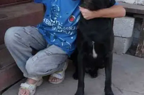 Пропал собака, Гусеничный переулок, 10, Тула - чёрный лабрадор с пятном на груди - photo