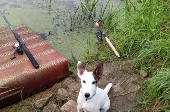 Пропал гладкошерстный фокстерьер, Замочная улица, 105В, Тула - photo