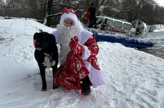 Пропала собака, аллея Дорога Жизни, Москва - photo