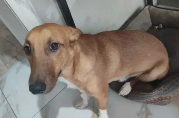 Собаки потеряшки, Оренбург, фото: Потеряшка собака, Каховская улица, 18, Оренбург - добрый и игривый Джек