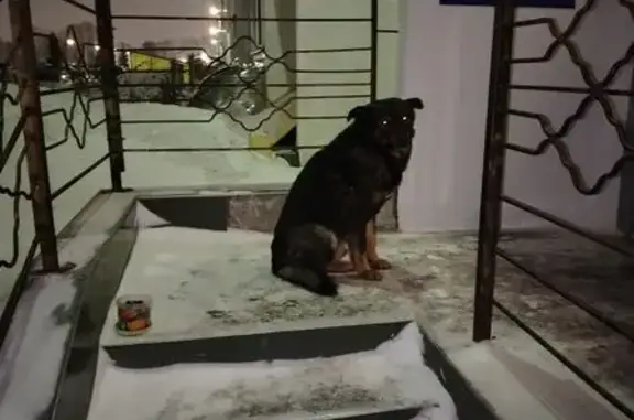 Найденные животные Новосибирск, фото: Найден пёс, улица Виктора Уса, 4, Новосибирск - сидит и ждёт у подъезда