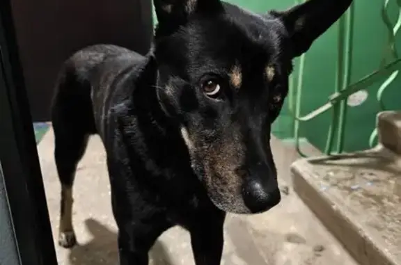 Найдена собака, Липецк, фото: Найдена собака, улица Циолковского, 14/2, городской округ Липецк - чёрный окрас
