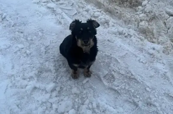 Найдена собака, Донской, фото: Найдена собака, Октябрьская улица, городской округ Донской