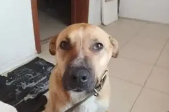 Найденные животные Бердск, фото: Найдена собака, Вокзальная улица, Бердск - рыжая с белым, девочка в ошейнике