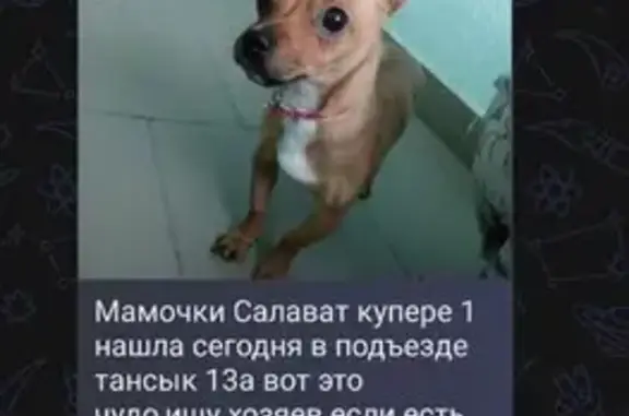 Найдена собака, Казань, фото: Найдена собака, 2-я Ново-Осиновская улица, 43А, Казань