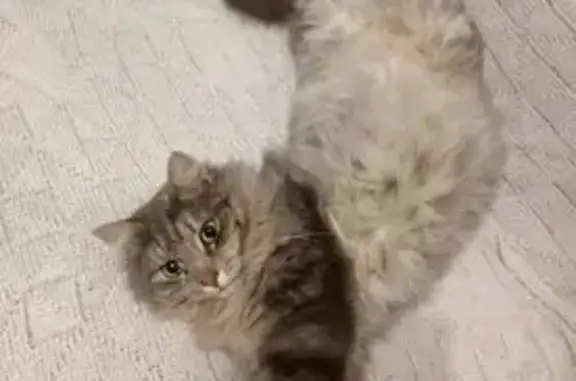 Пропал кот, улица Гагарина, 8, Кардымово - пушистый серо-белый - photo