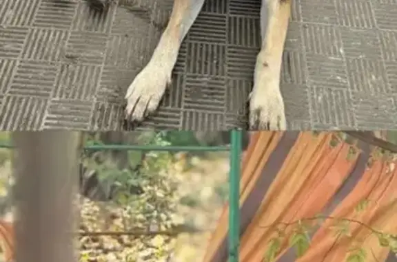 Собаки потеряшки, Ессентуки, фото: Потеряшка собака, мужской, Ессентуки, Ставропольский край - порвано ухо с ошейником