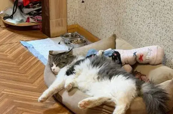 Пропал кот, Ленинградская улица, 72А, городское поселение Киржач - photo