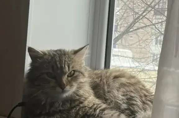 Найдена кошка, Туймазы, фото: Найдена кошка, улица Комарова, 47/1, Туймазы - большой и пушистый