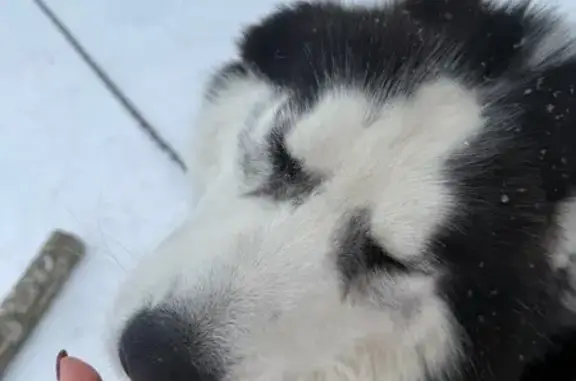 Пропал собака, М11 - Угловка, Угловка - его зовут Мёрфи - photo