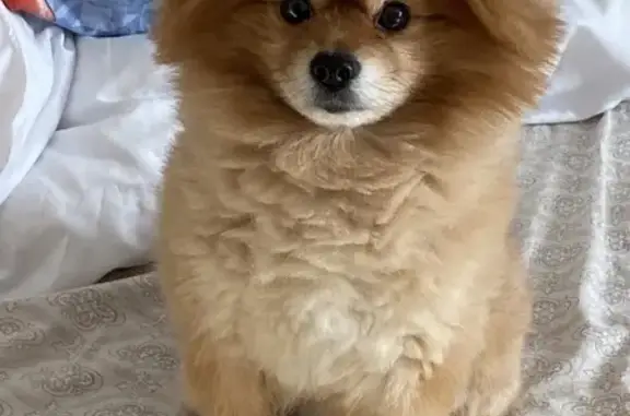 Пропал собака, Никольское, Московская область - рыжий померанский шпиц, мальчик - photo