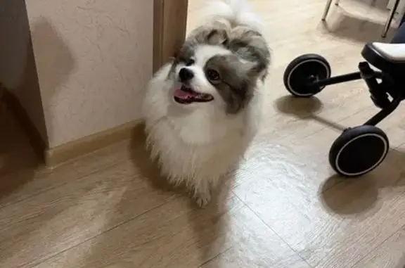 Найдена собака, Воронеж, фото: Найден собака, мужской, улица 45-й Стрелковой Дивизии, Воронеж