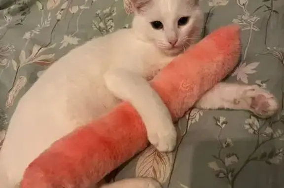 Пропала кошка, Никулинская улица, 9, Москва - белая с черными пятнами - photo