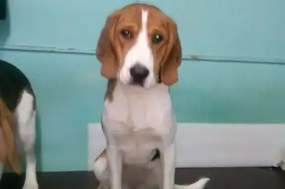 Пропала собака, Р-243, Загарское сельское поселение, Загарское - эстонская гончая, трёхцветная - photo