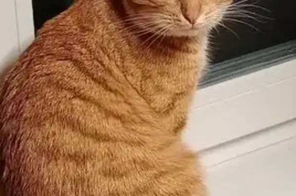 Пропал кот, Пятницкое шоссе, Курилово - рыжий и ласковый - photo