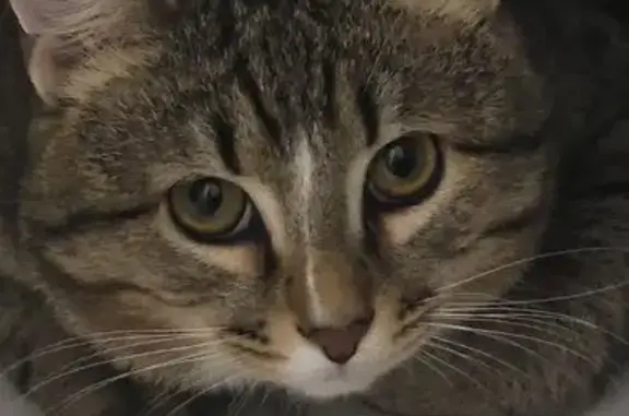 Пропал кот, 36А, Кашино - крупный, серый полосатый с белыми носочками - photo