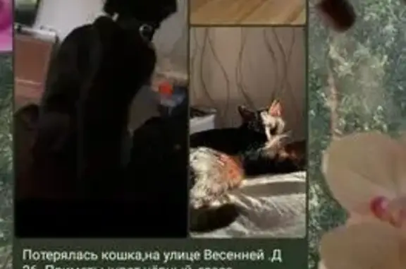 Пропала кошка, Весенняя улица, 26, Коломна - черная с белым окрасом на груди - photo