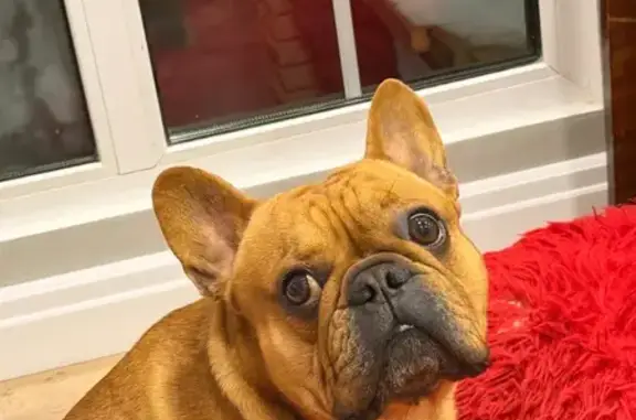 Пропал собака мужской, Астраханская улица, 144, городской округ Тамбов - рыжего цвета, мускулистый - photo