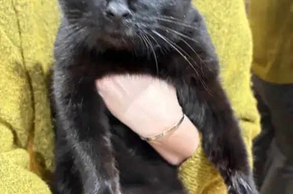 Найдена кошка, Липецк, фото: Найден кот, улица Смургиса, 12, городской округ Липецк - чёрный с жёлтыми глазами