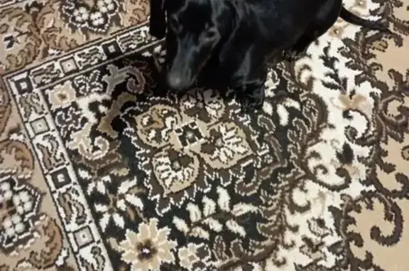 Пропал собака, Медвеженское сельское поселение, Воронежская область - черная такса - photo