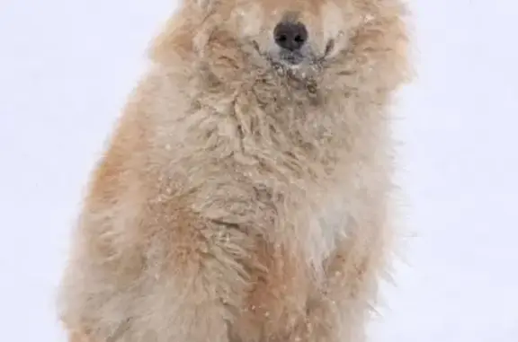 Пропала собака, женский пол, район магазина у поворота на 