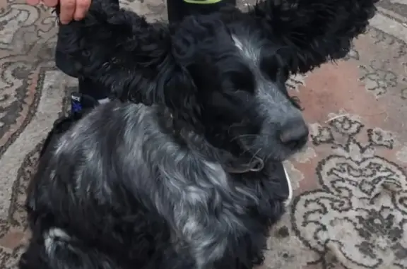 Пропал собака, улица Ивана Земнухова, Калининград - photo