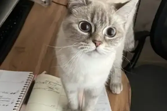 Пропала кошка, Ромашковая улица, 62, Краснодар - бежевая и агрессивная - photo