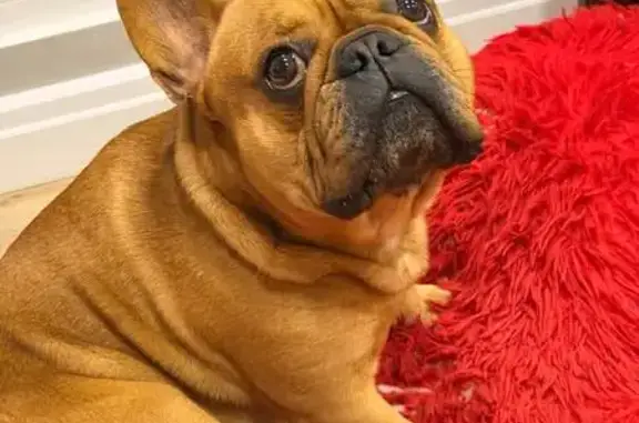 Пропал собака, Астраханская улица, 144, городской округ Тамбов - рыжий кобель с ошейником - photo