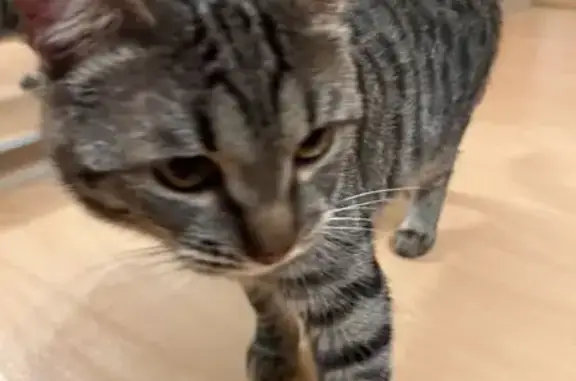 Найдена кошка, Москва, фото: Найдена кошка, Бойцовая улица, 18 к12, Москва - тёмно-серая в полоску