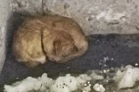 Найденные животные Тамбов, фото: Найдена собака, улица Чичерина, городской округ Тамбов - песочного окраса