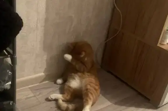 Кошки потеряшки, Копейск, фото: Потеряшка кот, улица Кожевникова, 51, Копейск - рыжий в полоску с белым галстуком