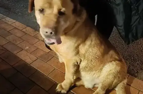 Найдена собака, Воронеж, фото: Найден лабрадор, проспект Труда, Воронеж - кобель около 4 лет