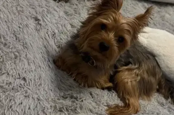 Пропал собака, улица Фоломеева, 8, Хабаровск - черный ошейник и светящийся - photo