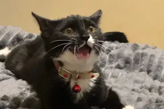 Кошки потеряшки, Москва, фото: Потеряшка кошка, Новозаводская улица, 2 к9, Москва - белые лапки и ошейник с сердечками