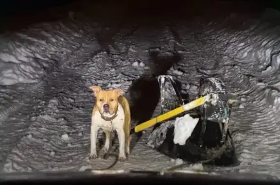 Найдена собака, Москва, фото: Найден собака, улица Крылатские Холмы, 27 к1 с1, Москва - бойцовская порода