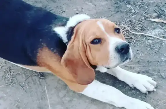 Пропал собака, Тулугановка, Астраханская область - порода Бигль - photo