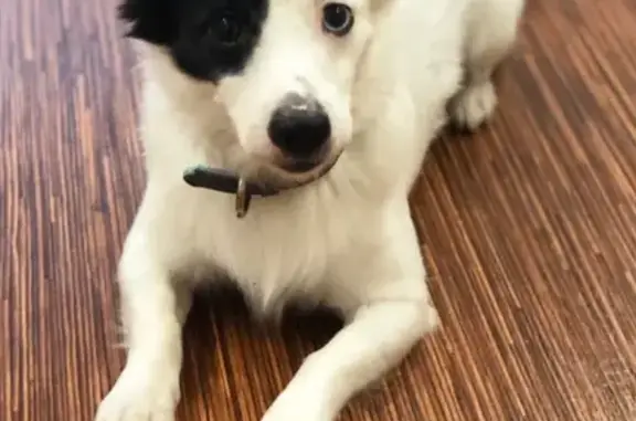 Пропал собака, Путевая улица, 10, Чусовой - белый с черными пятнами - photo