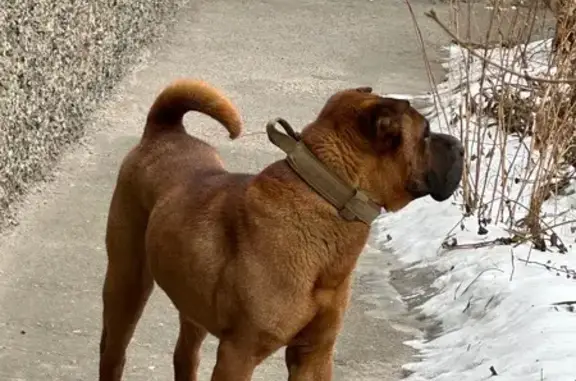 Найденные животные Абакан, фото: Найдена собака, улица Журавлёва, 8А, Абакан