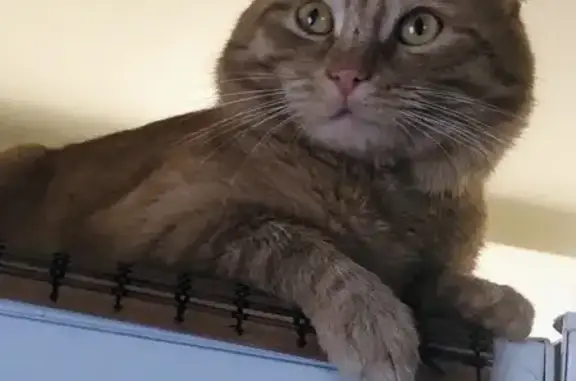 Пропал кот, Овражная улица, 11, Нижний Новгород - взрослый, не кастрированный - photo