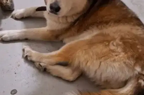 Найденные животные Комсомольск-на-Амуре, фото: Найдена собака, Пионерская улица, 37, Комсомольск-на-Амуре - рыже-коричневая с ошейником