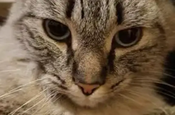 Найдена кошка, Екатеринбург, фото: Найдена кошка, проспект Космонавтов, 52А, Екатеринбург - домашняя и спокойная