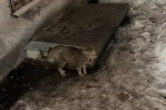 Найдена кошка, Москва, фото: Найдена кошка, Большая Серпуховская улица, 64, Москва - серый с полосками и пятнами