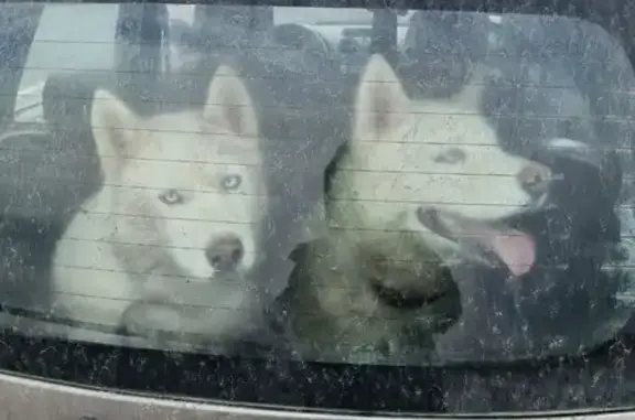 Найдена собака, Гостилицкое, фото: Найден кобель собака, 41К-015, Гостилицкое сельское поселение