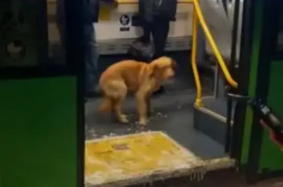 Найдена собака, Курган, фото: Найдена собака, улица Куйбышева, 116А, Курган - ухоженная, забежала в автобус