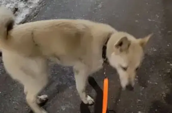 Найдена собака, Лобня, фото: Найден собака, мужской, Локомотивная улица, городской округ Лобня