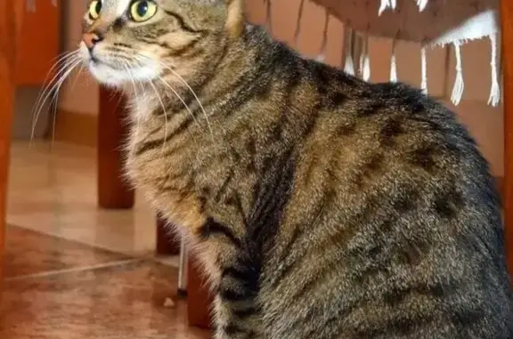 Пропала кошка, Крестьянская улица, 39, Абдулино - откликается Тира, без передней лапы - photo