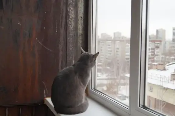 Пропал кот, Долгодеревенское, Челябинская область - серая шерстка, раны на голове - photo