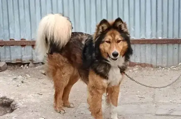 Пропала собака Мальчик, Нижне-Маслово (rl1150157) - photo